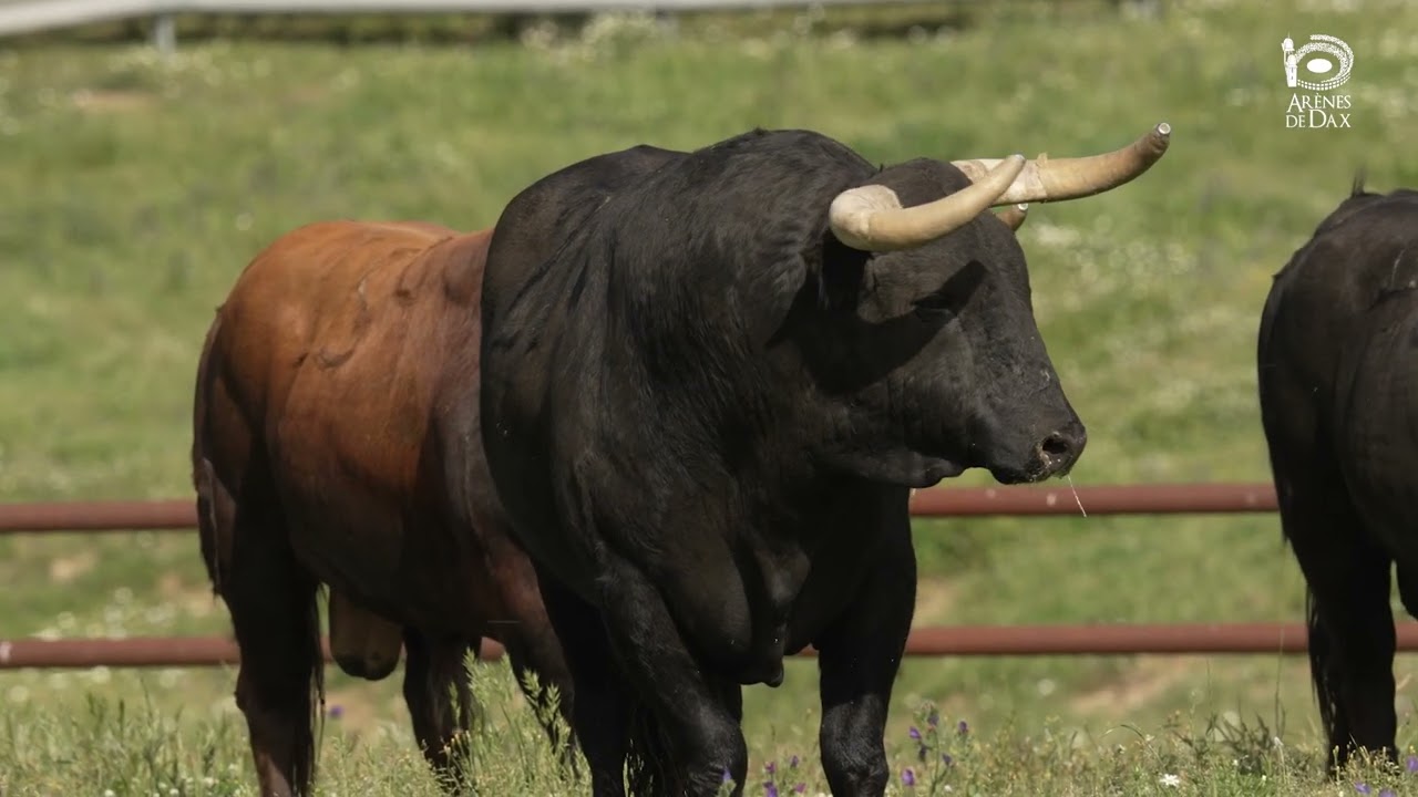 youtube placeholder image